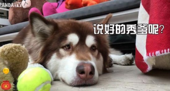 熊猫TV作死？王思聪露大鸟引14万人围观