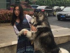 【囧图】神回复 高成本的犹豫伤不起